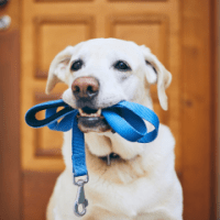 CARING FOR ANIMALS